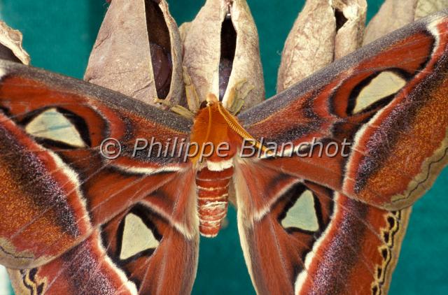 attacus atlas.JPG - Attacus atlasImago et chrysalidesLepidopteraSaturniidae (Attacidae)Serre à papillons, France